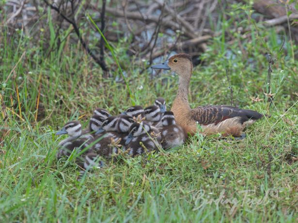 lesserwhistling duck