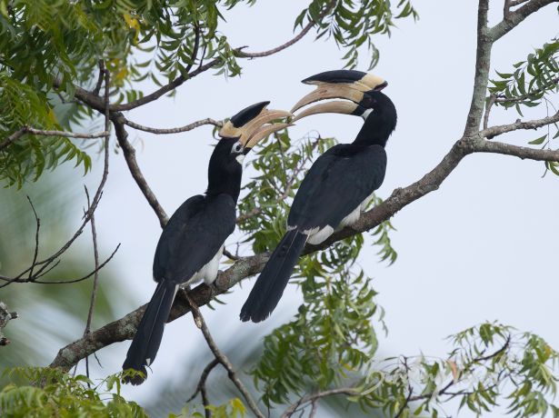 malabarpiedhornbill