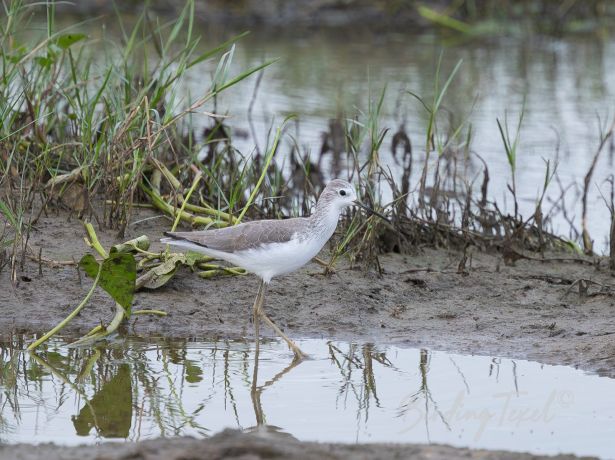 marshsandpiper