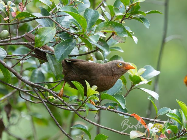 orange billedbabbler