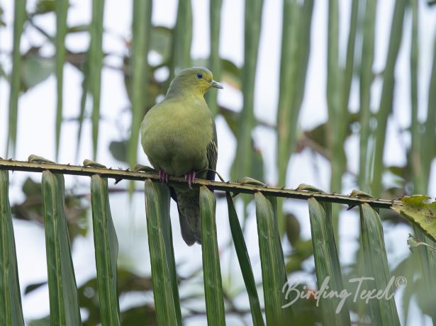 orange breastedgreen pigeon 08122018