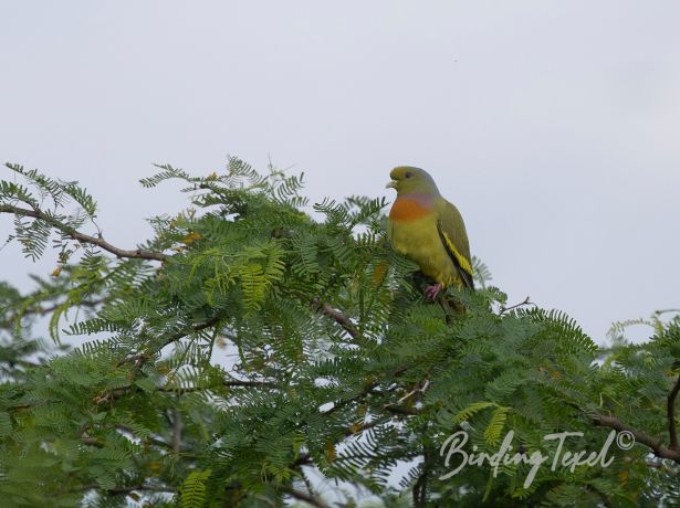 orange breastedgreen pigeon