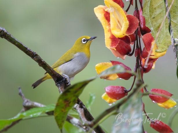 orientalwhite eye