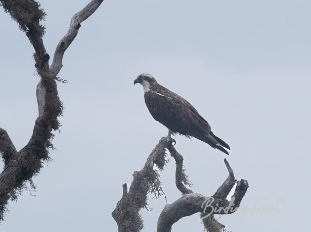 osprey