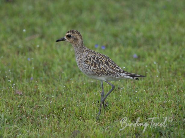 pacificgoldenplover