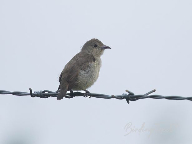 pale billedflowerpecker