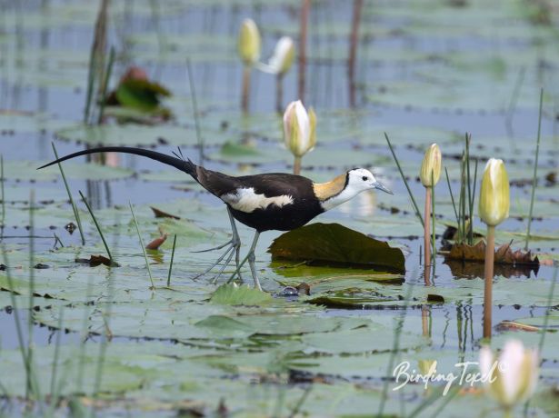 pheasant tailed jacana