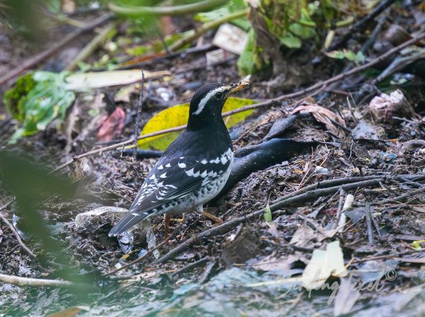 piedthrush