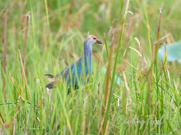 purpleswamphen