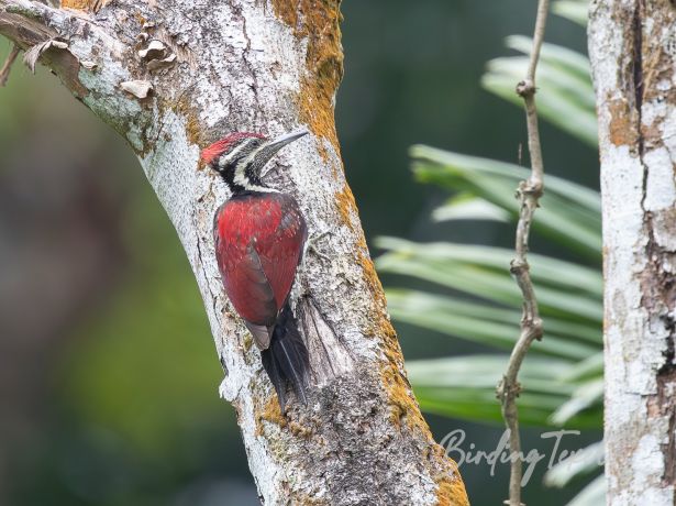 red backedflameback