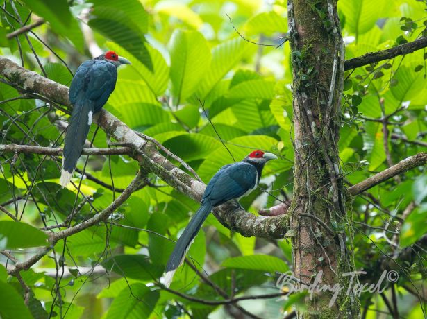 red billedmalkoha