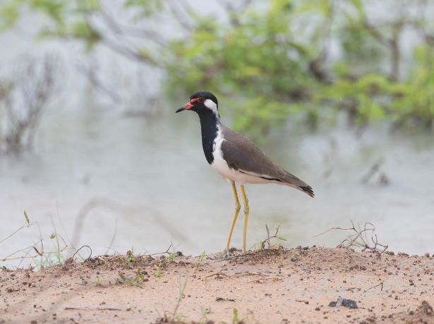 red wattledlapwing