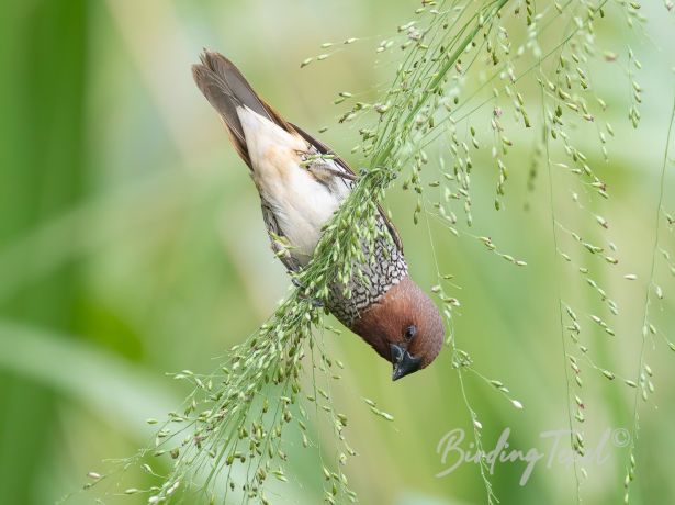 scaly breasted munia