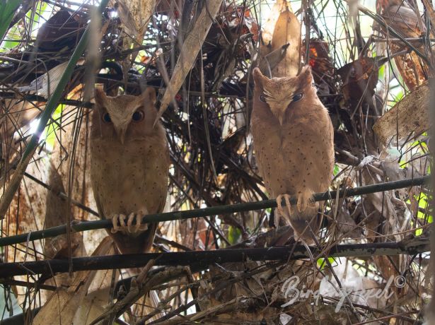 serendib scops owl 