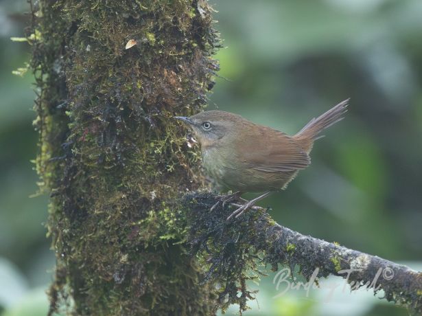 srilankabushwarbler