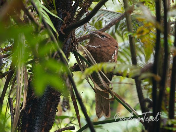 srilankafrogmouth