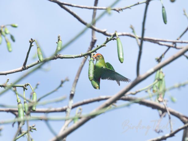 srilankahangingparrot