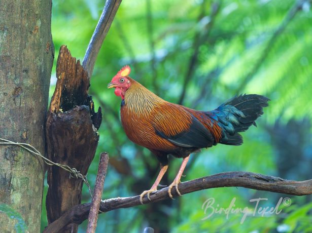 srilankajunglefowl