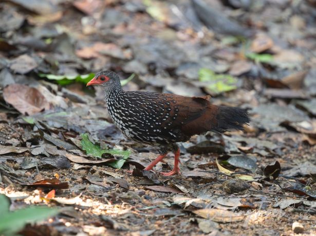 srilankaspurfowl