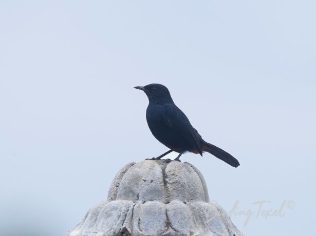 srilankawhistlingthrush