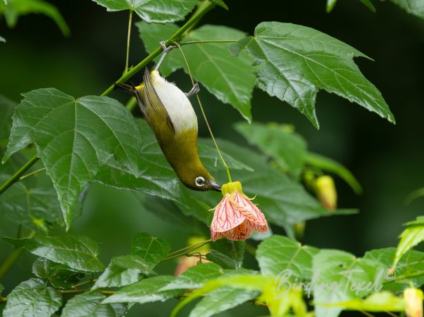 srilankawhite eye