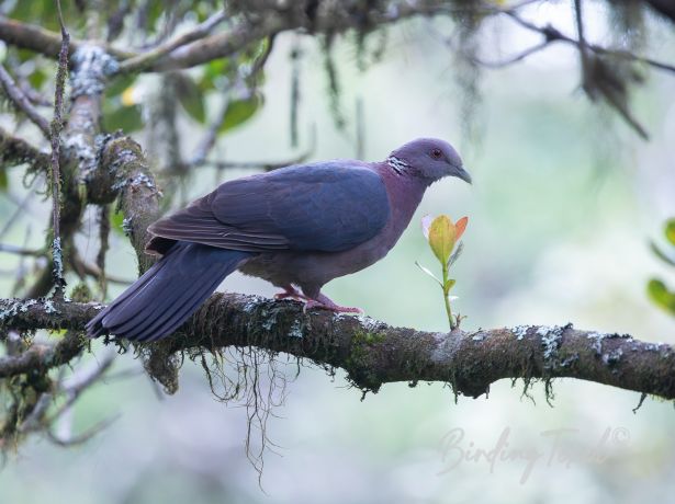 srilankawoodpigeon