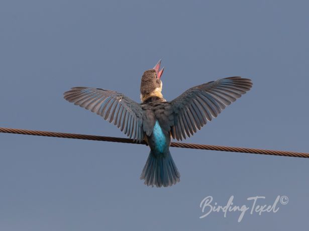 stork billedkingfisher