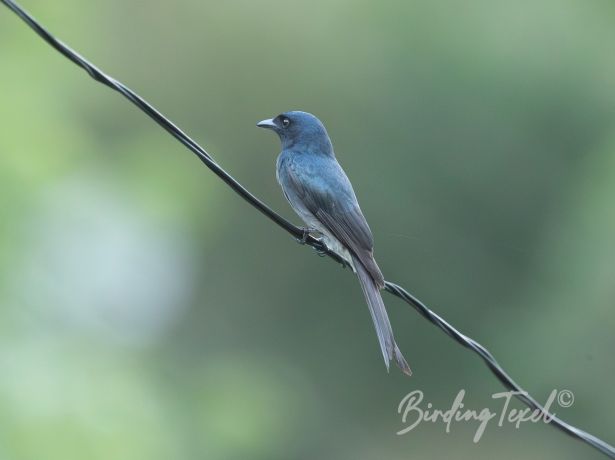 white bellieddrongo