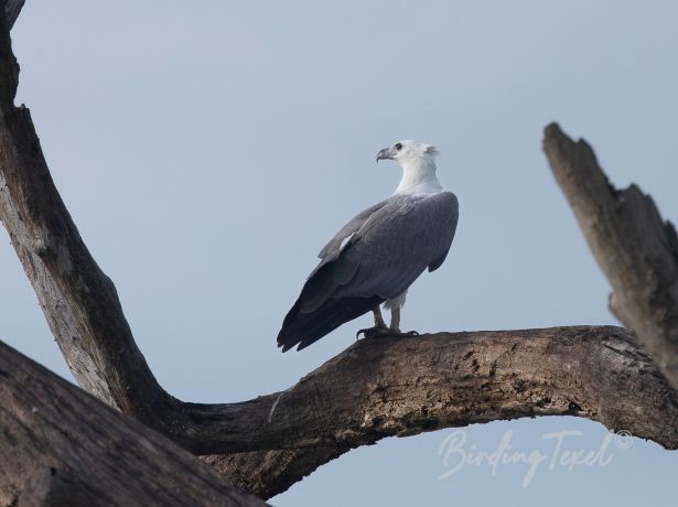 white belliedseaeagle