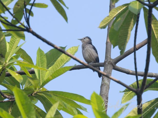 white facedstarling