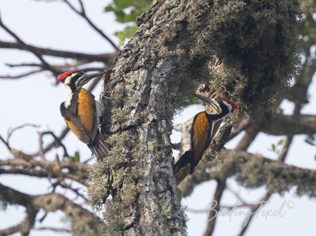 white napedwoodpecker