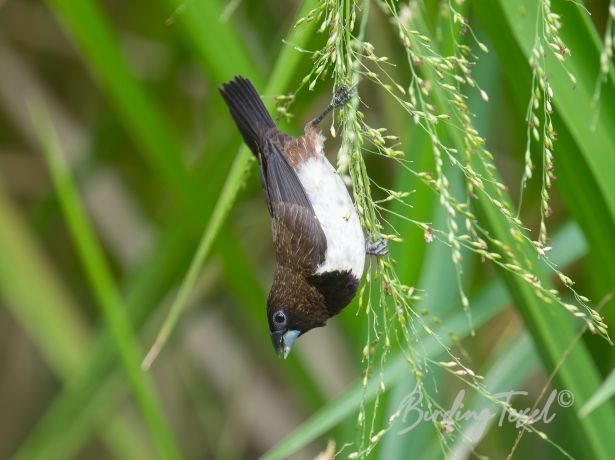 white rumpedmunia