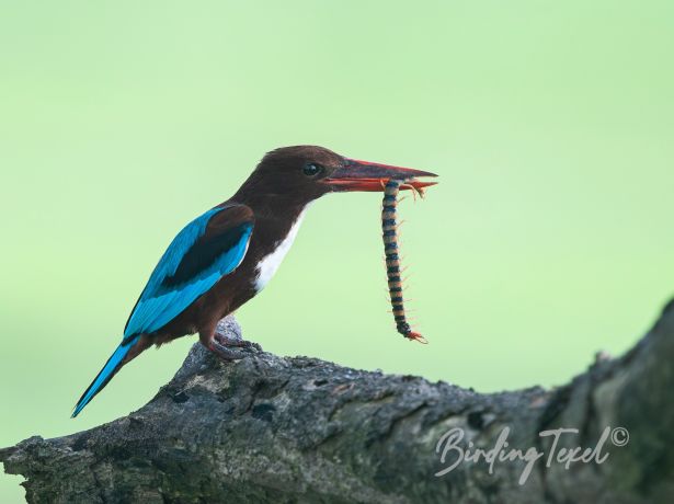 white throatedkingfisher