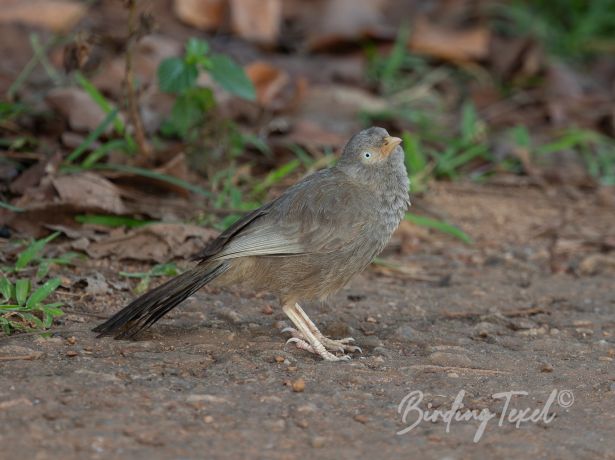 yellow billedbabbler