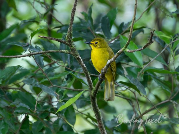 yellow browedbulbul