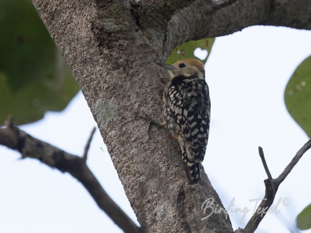 yellow crownedwoodpecker