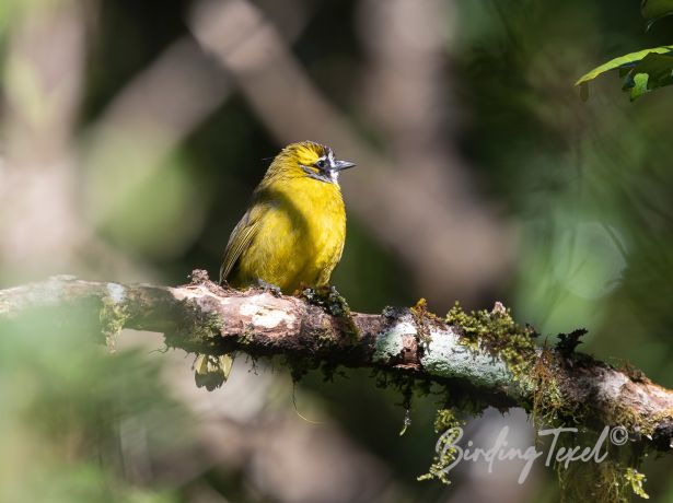 yellow earedbulbul