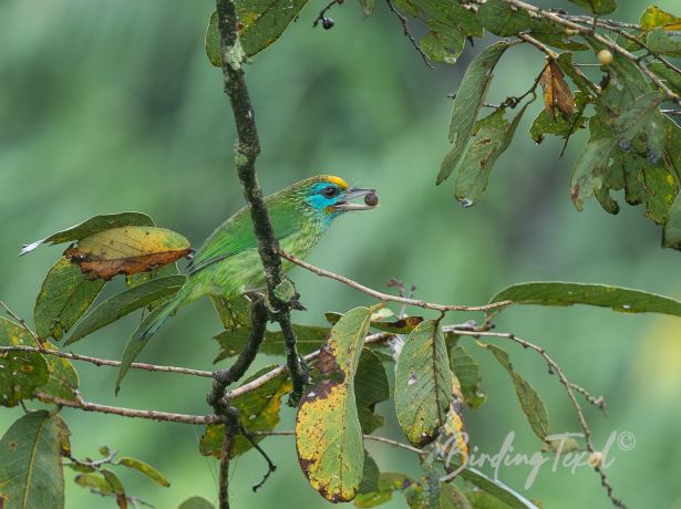 yellow frontedbarbet