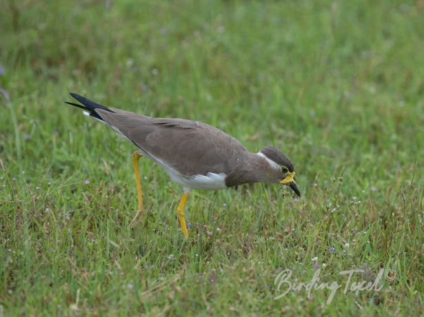 yellow wattledlapwing