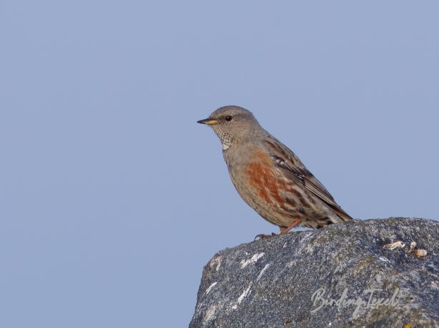 alpenheggenmus