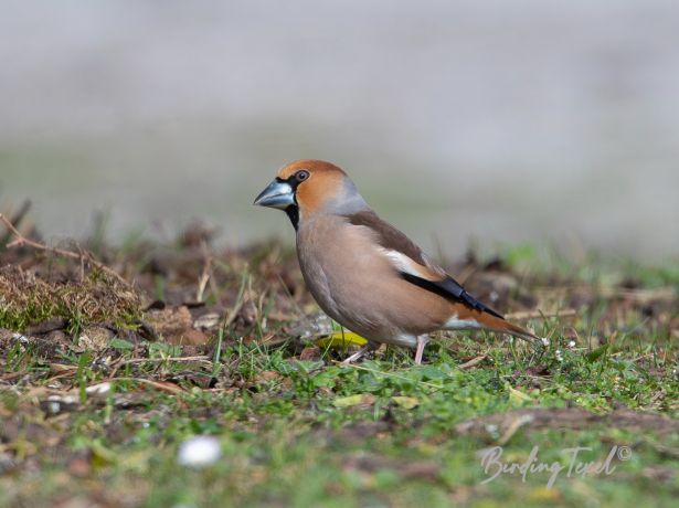 appelvink