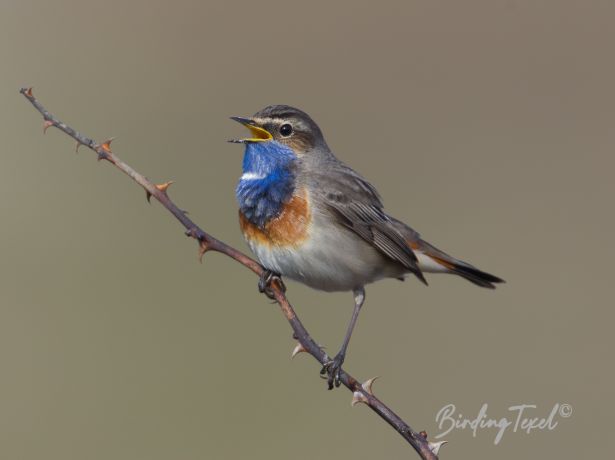 blauwborst