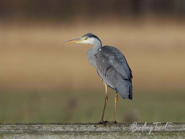 blauwereiger