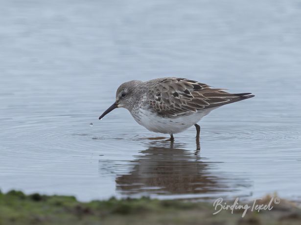 bonapertesstrandloper