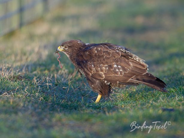 buizerd