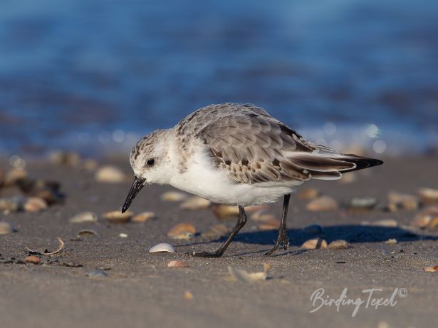 drieteenstrandloper