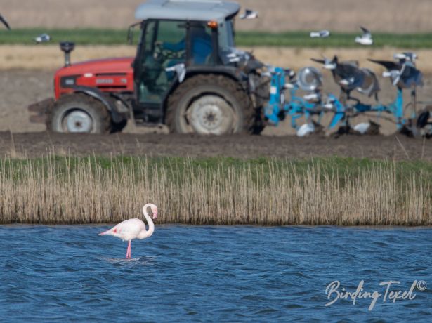 flamingo