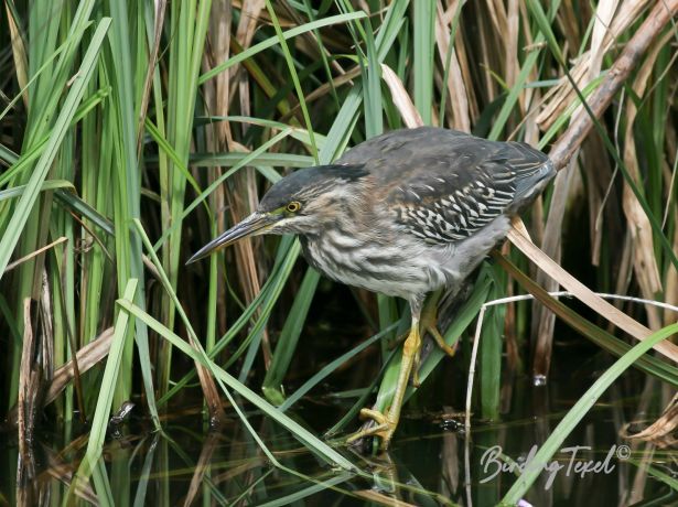 groenereiger