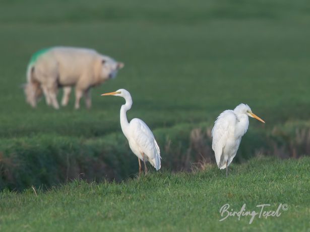 grotezilverreiger