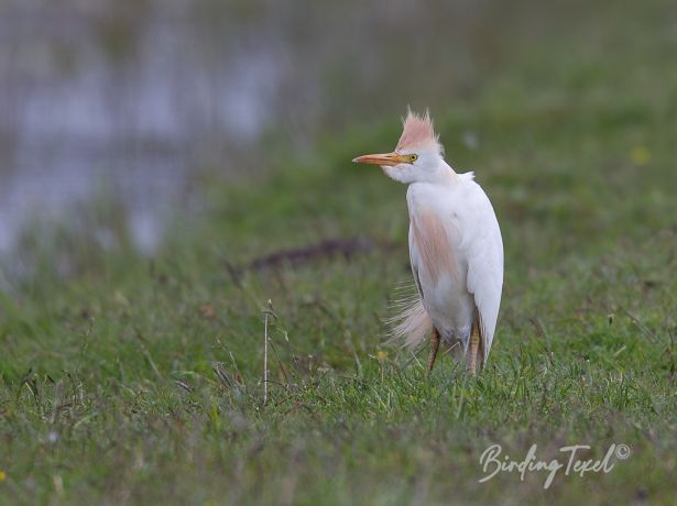 koereiger